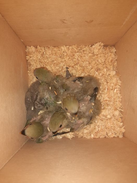 Vendo Rosicolies bebés