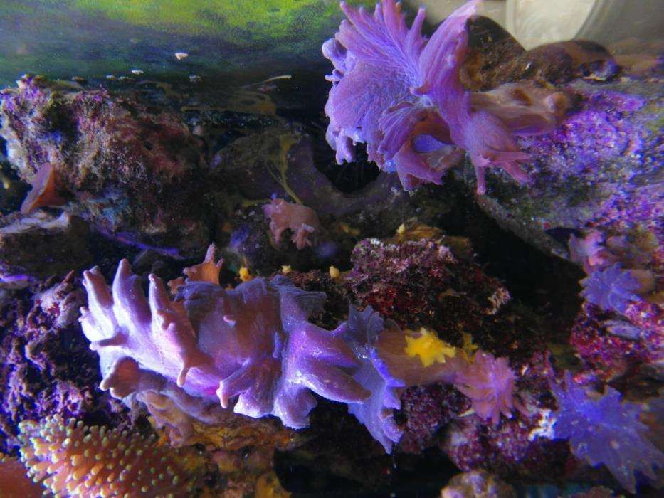 Sinularia Brassica koral koralowiec miekki łatwy morskie Wawa