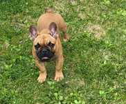 Buldog francuski