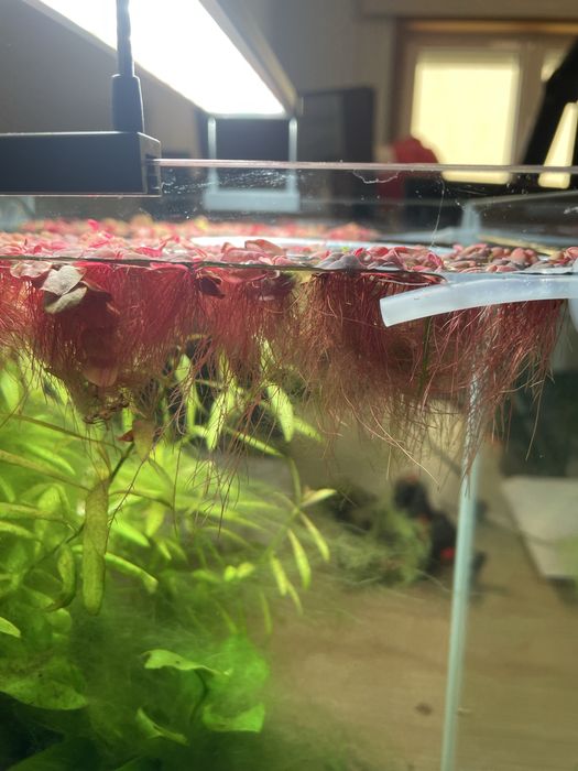 Phyllanthus fluitans (red floaters)