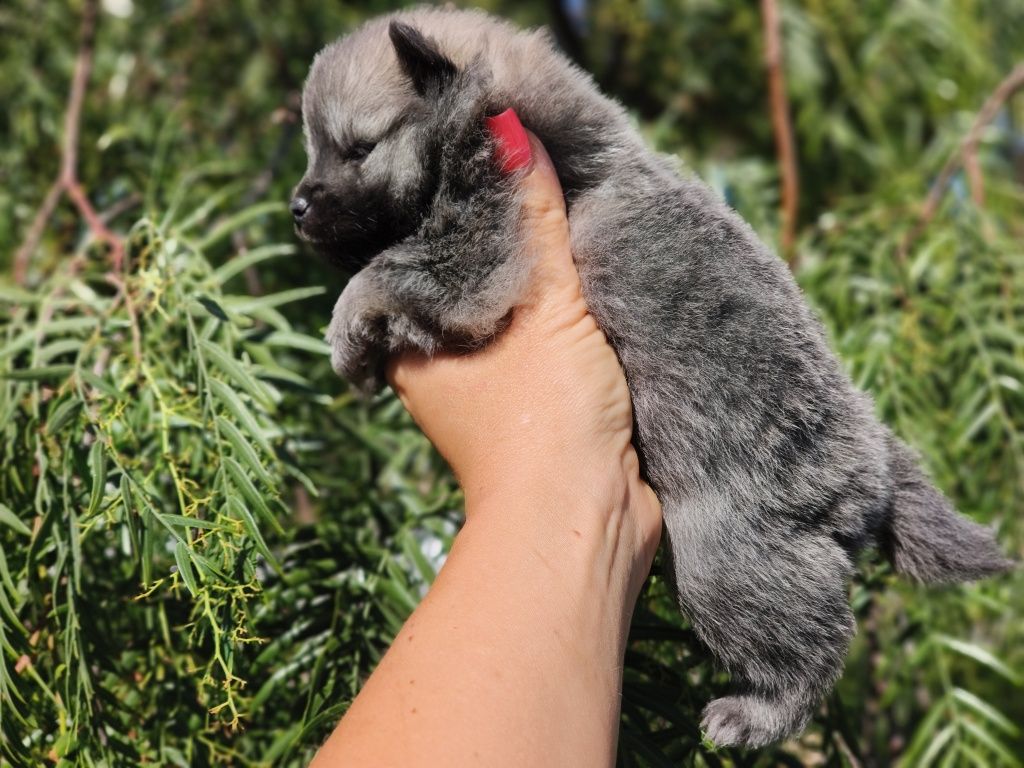 Spitz alemão anão azul
