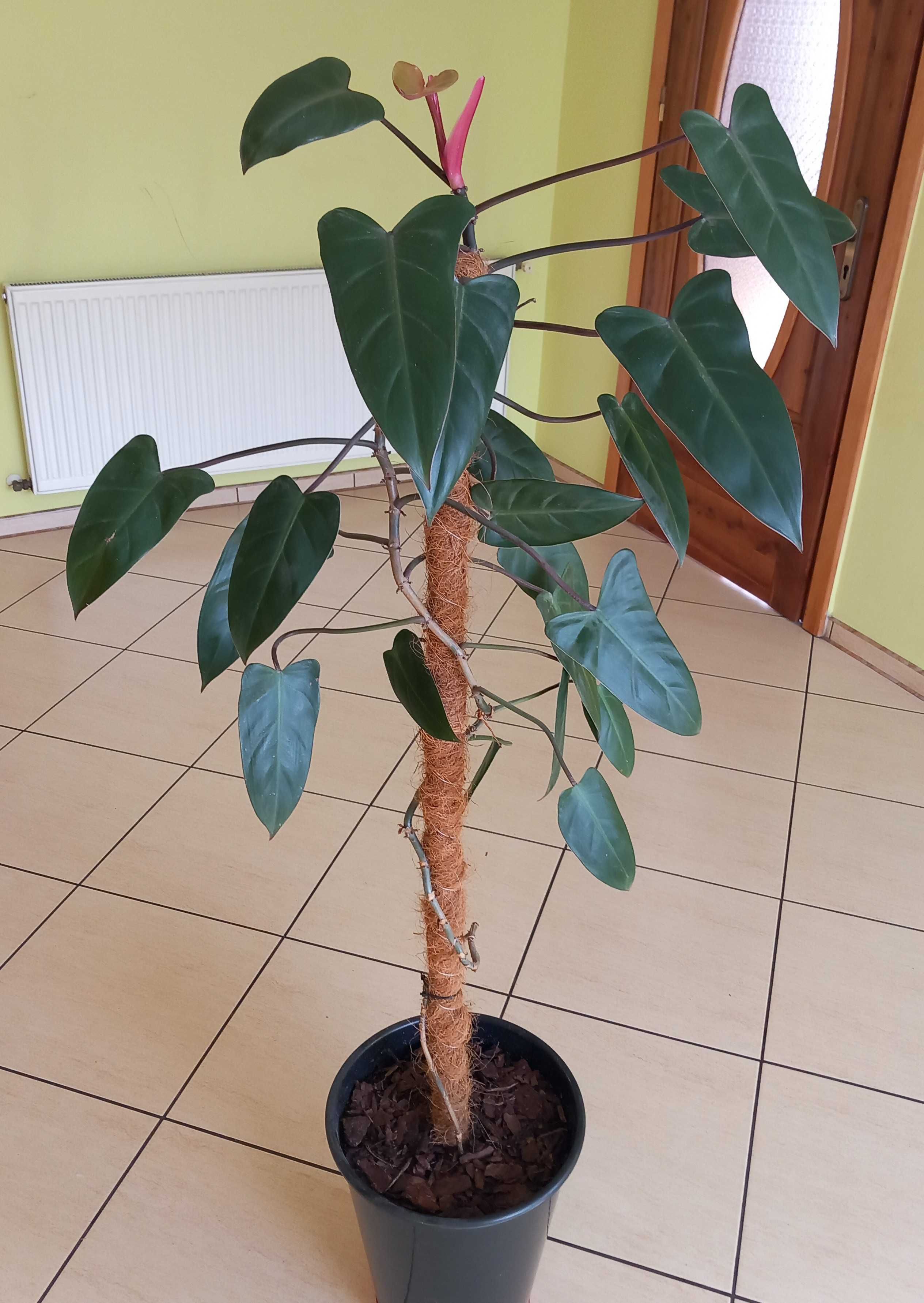 Filodendron czerwieniejący duży na paliku 140cm wytrzymała ozdoba