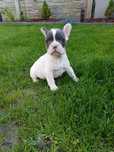 Buldog francuski pies