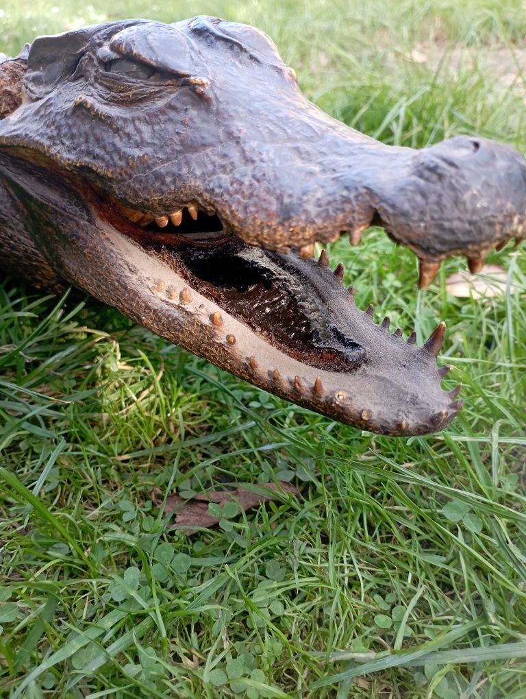 Krokodyl spreparowany