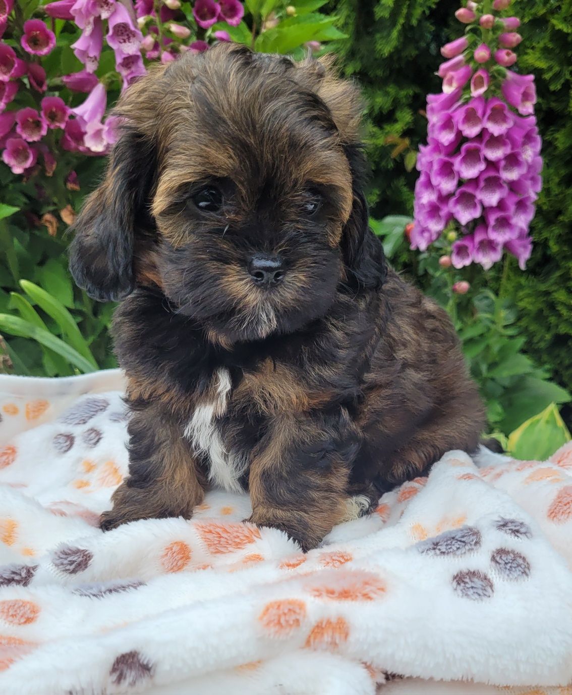 Shihpoo samiec  hybryda shihtzu pudel toy