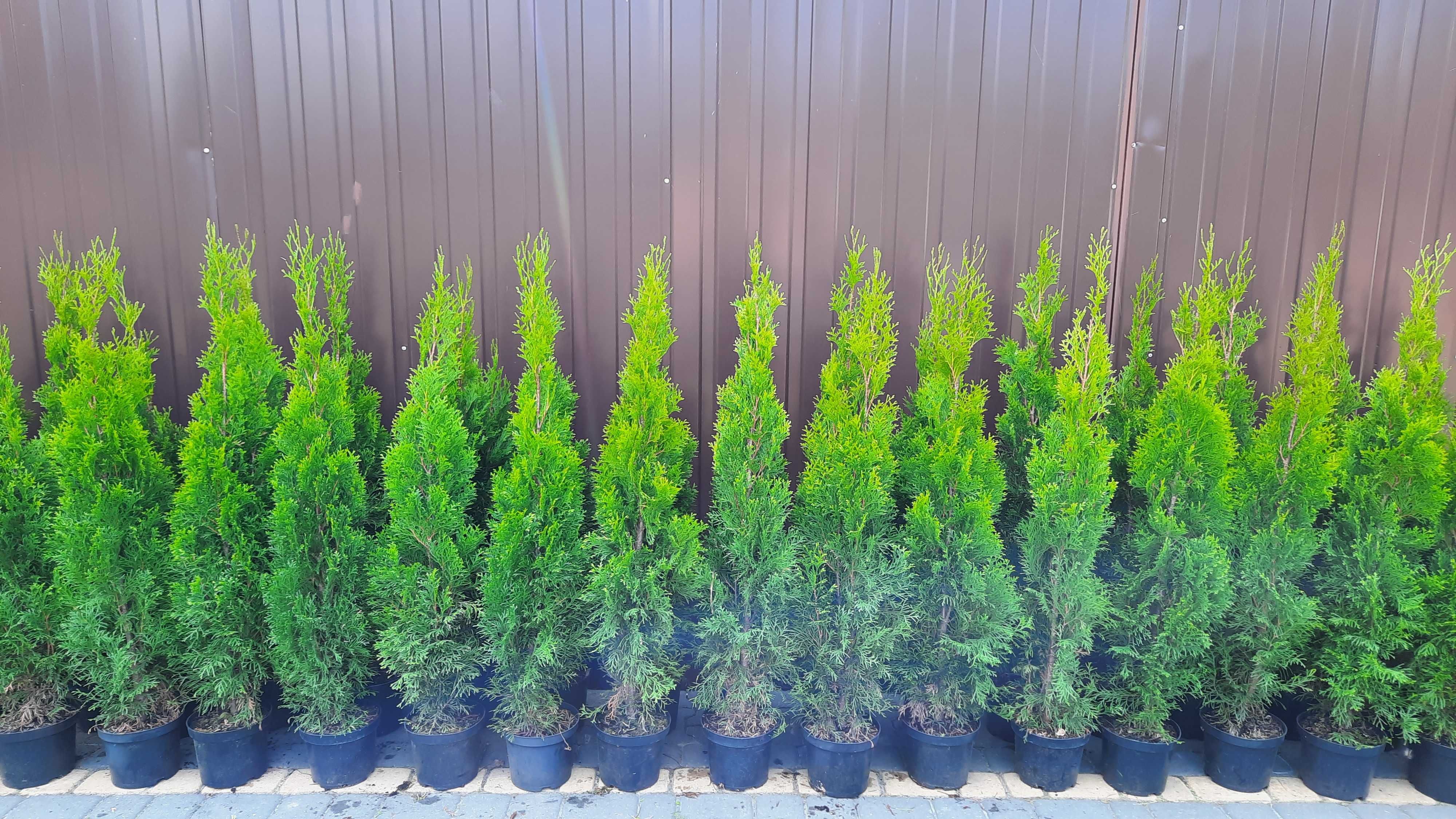 Tuja Szmaragd Thuja Smaragd 90-100 cm Transport