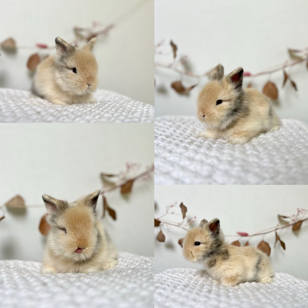 Króliczki Karzełki Teddy Gotowe do odbioru i rez.