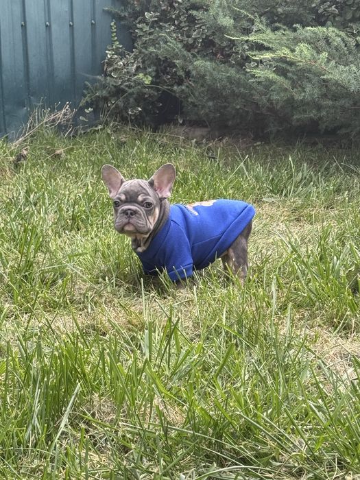 Малята -французята готові до переїзду