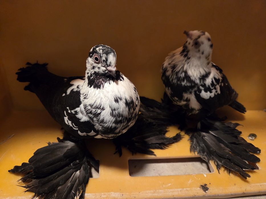 Widyn widyny gołębie ozdobne