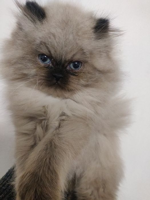 Персидский кот, хлопчик