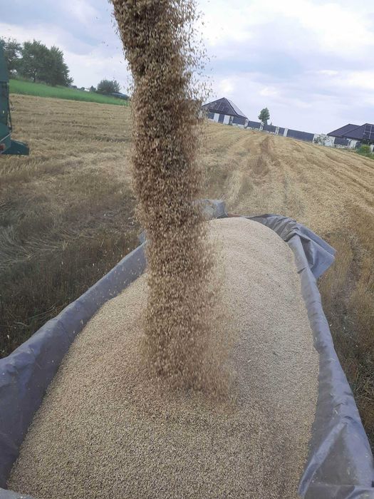 OWIES BEZŁUSKOWY najzdrowsza karma dla drobiu gołębi ptaków 5kg swieży