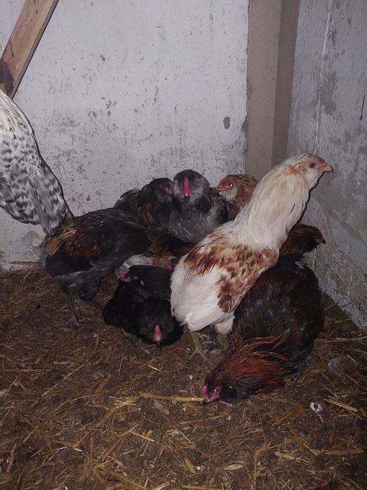 Koguty Araukany, Pary, Araucana, Brakla srebrna, kury ozdobne