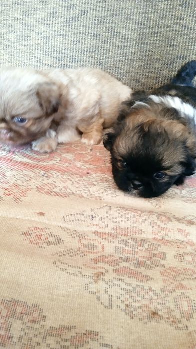 Домашні   пекінеси.