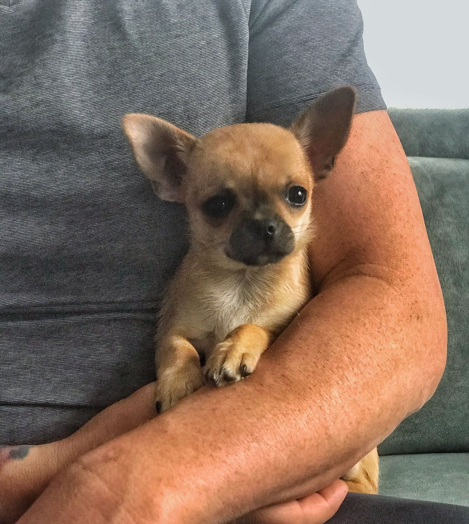Chihuahua  krótkowłosy  piesek