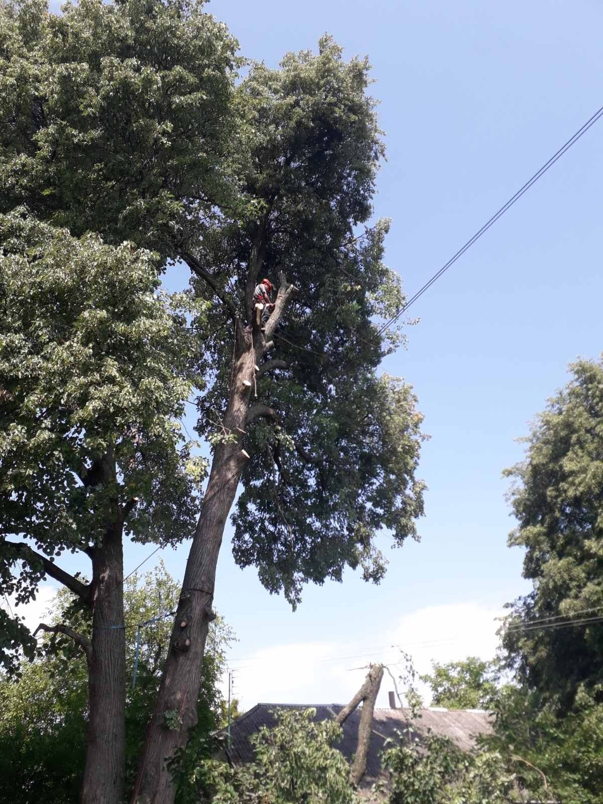 Видалення аварійних дерев Благоустрій Демонтаж .Є послуги ЩЕПОРІЗА