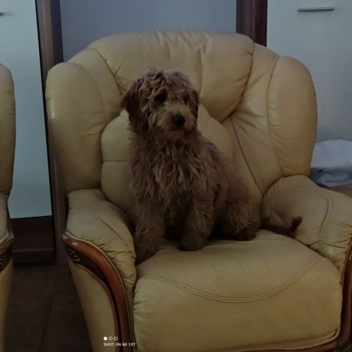 Śliczna suczka goldendoodle red