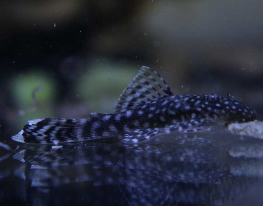 Ancistrus SP 4cm