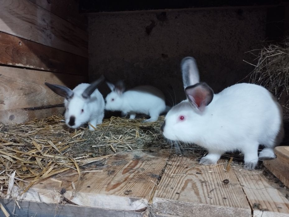 Młode termondy Kalifornię nowzelandy czysto rasowe