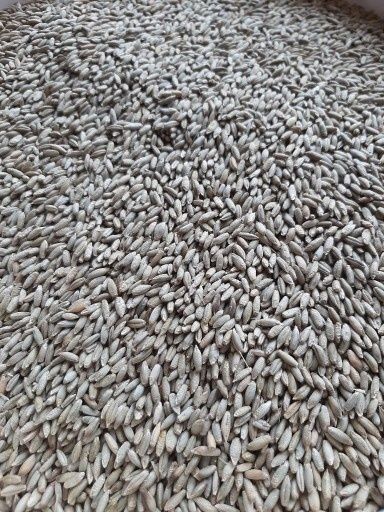 Żyto owies pszenżyto możliwy transport tegoroczne