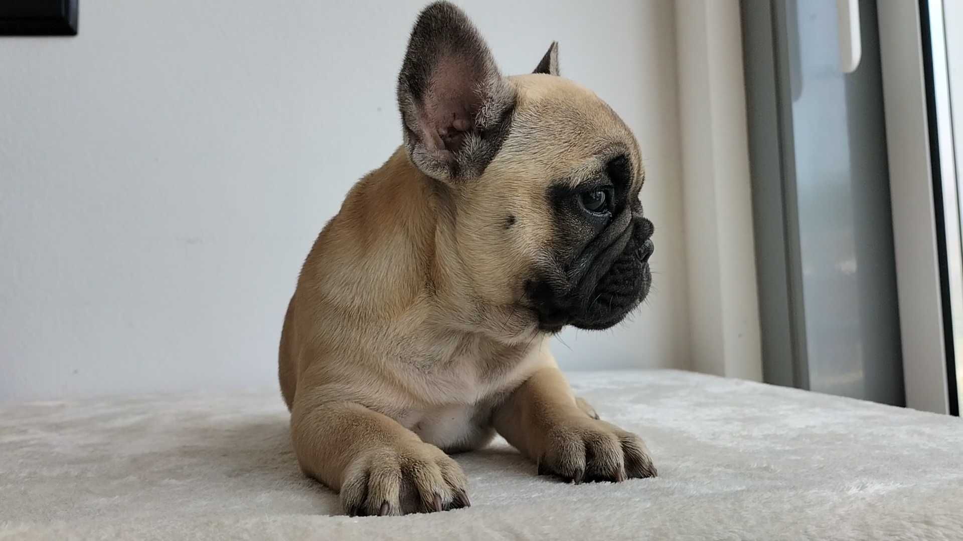 Bulldog Francês com LOP e Afixo