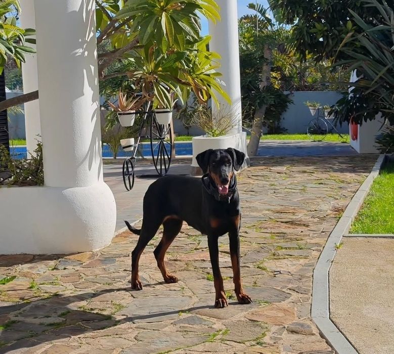 Dobermann cachorro