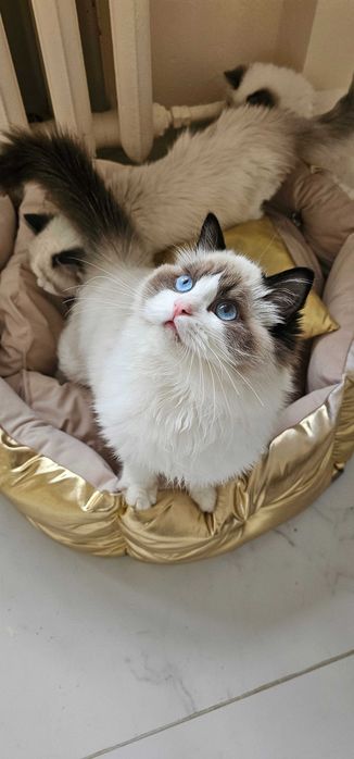 Ragdoll sliczny kocurek z prawdziwym rodowodem