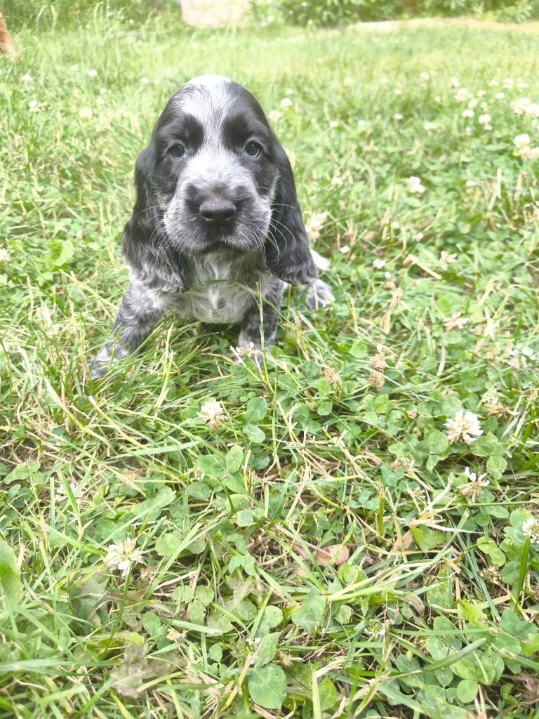 Cocker spaniel angielski samiec blue roan