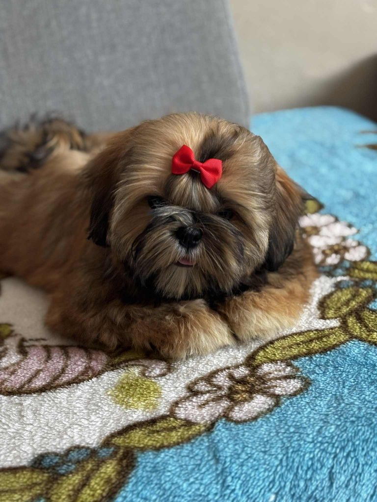 Piesek Nico shih tzu Zkwp