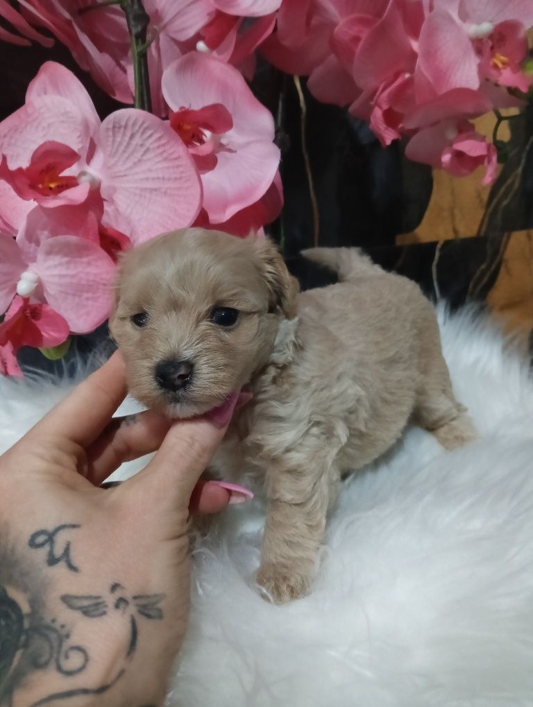 Maltipoo chlopak