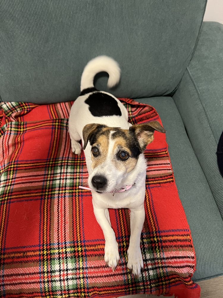 Petsitting em Lisboa / Fico com o seu patudo nas férias