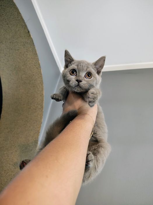 Piękna koteczka Brytyjska liliowa gotowa do odbioru