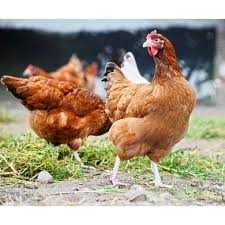Kury Nioski od hodowcy ! Rosa Mesa Sendi Leghorn Tetra ! DOWÓZ GRATIS!