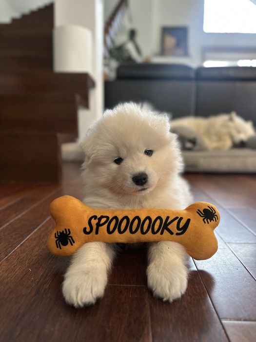 Asta suczka - szczeniak Samoyed - gotowa do odbioru 4.11