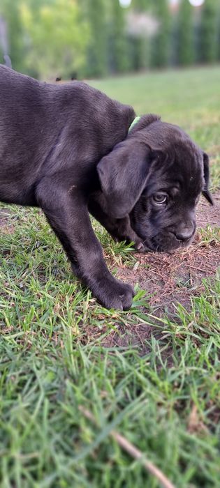 Cane Corso PIESEK