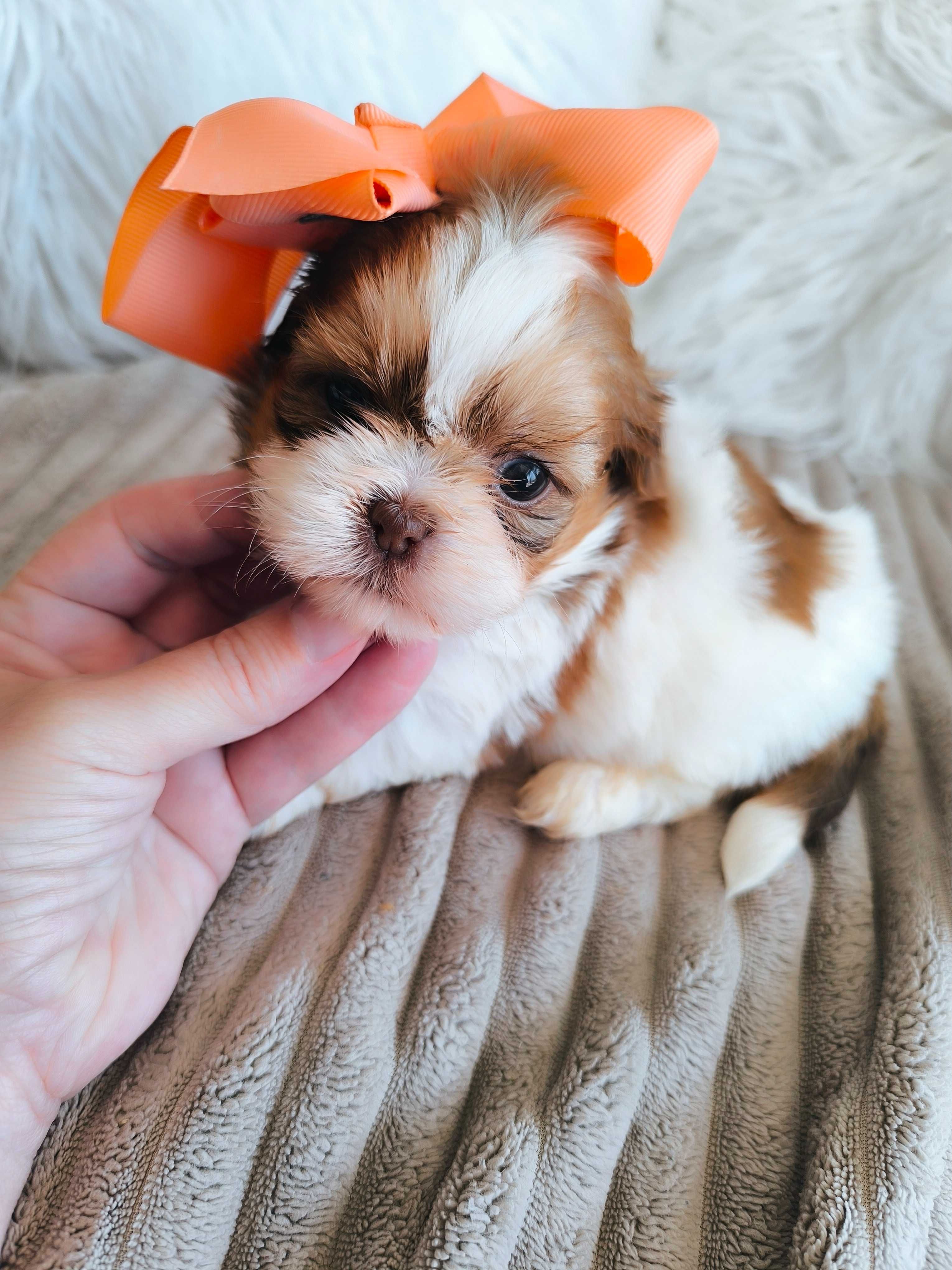Shih-tzu. Mini. Menina bem tipado. Branco e Fígado Olhos claros. Top!