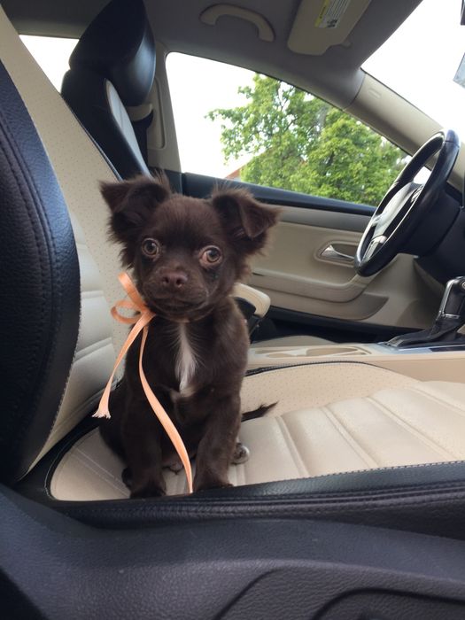 Чіхуа гарнесенький