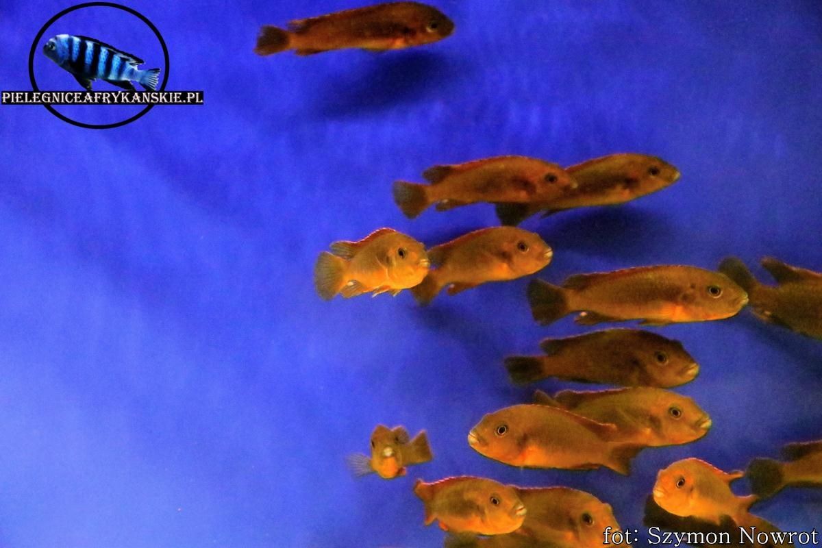 lodotropheus sprengerae makokola reef. Pyszczaki z Malawi.