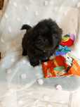 Shih-tzu unikatowy