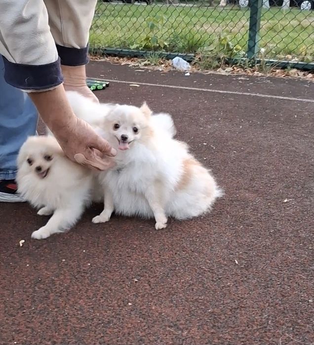 Детки с документами! Мини-щенки, померанцы на ладошку! Киев.