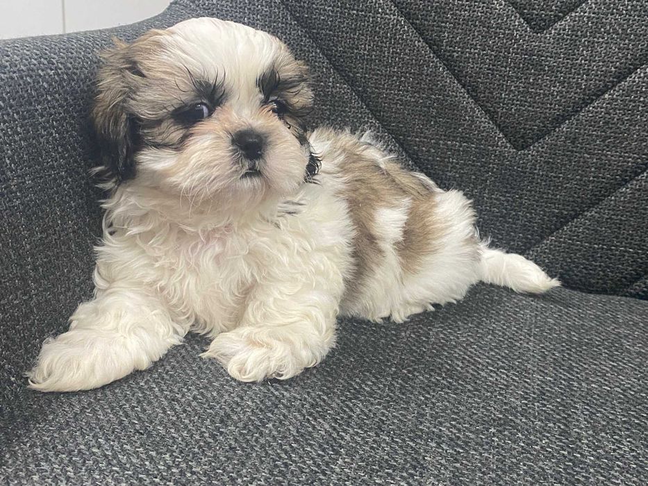 Szczeniak shih-tzu suczka Luna