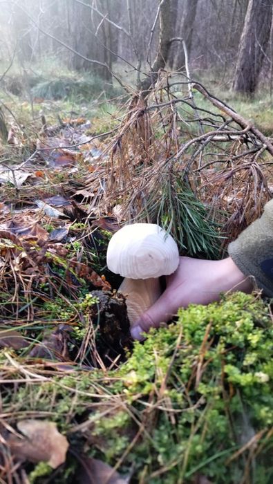 Grzyb z drewna typu borowik, prawdziwek, koźlarz