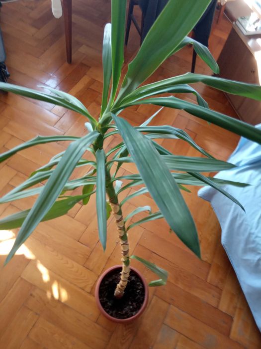 Sprzedam Yuke 15 letnią