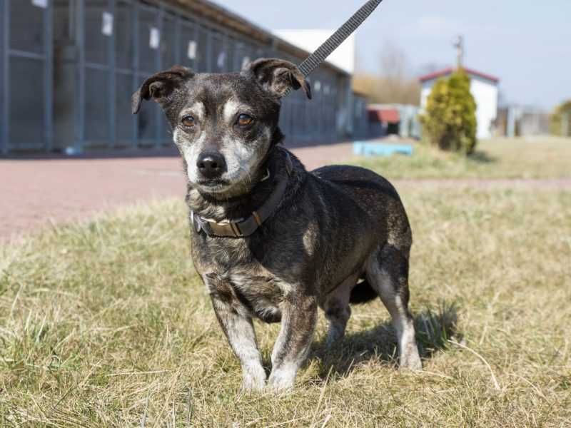 Roki - mały, nieśmiały i stresujący się pobytem w schronisku