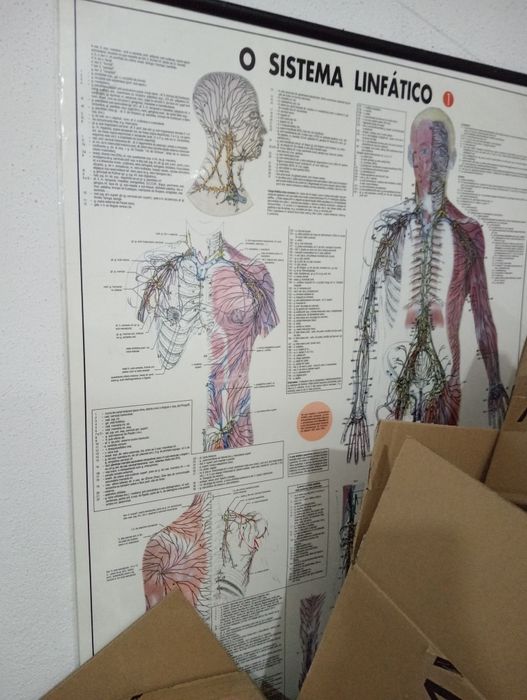 Posters saúde didáticos