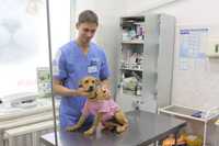 Вызов врача на дом Ветеринарные услуги