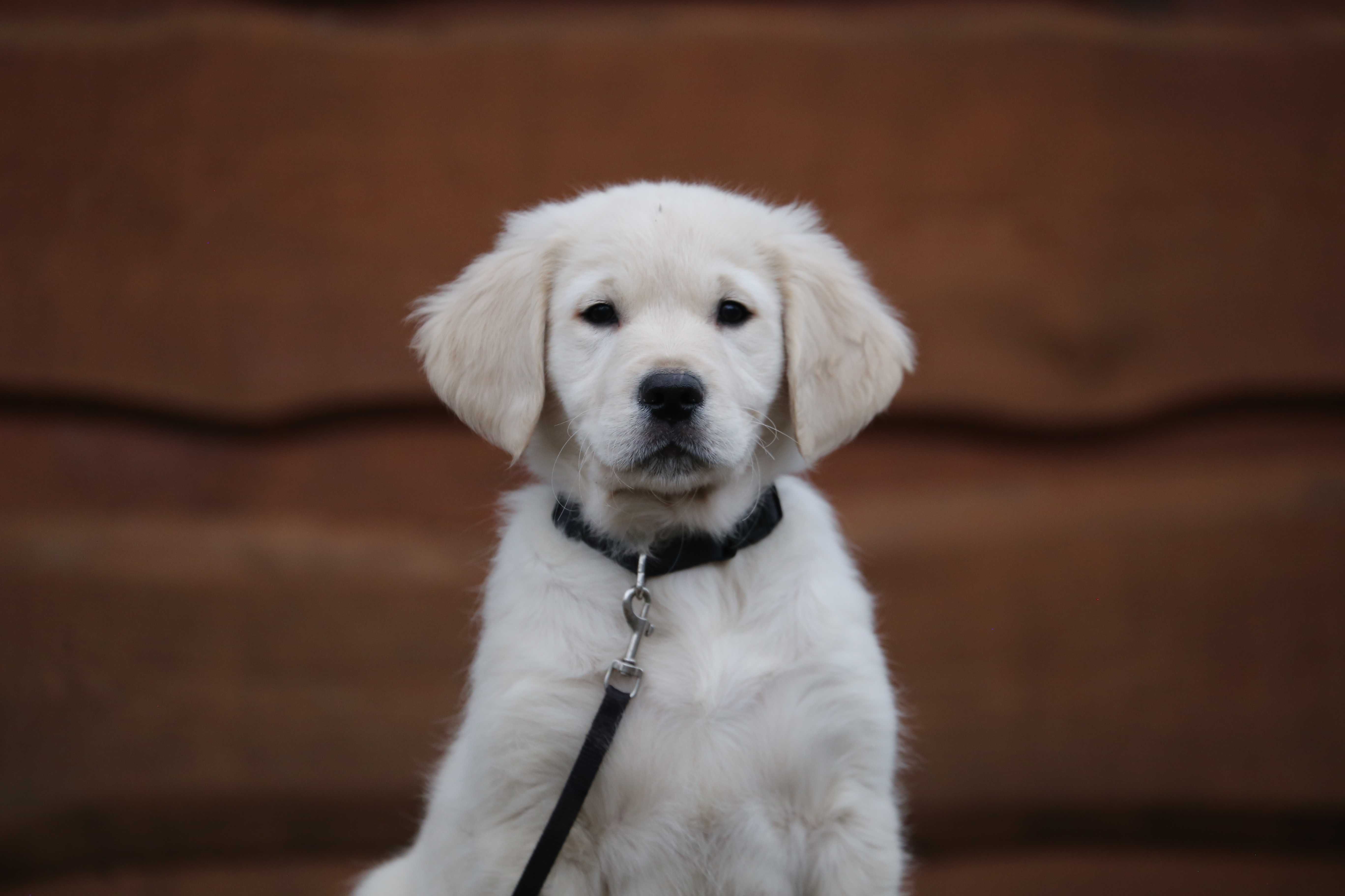 Golden Retriever szczeniak piesek