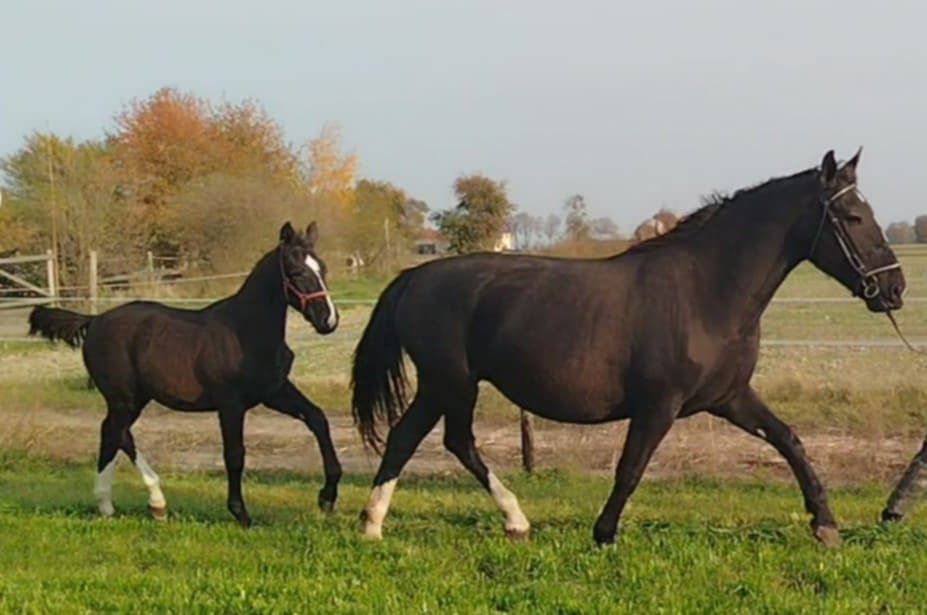 Klacz Śląska, kara