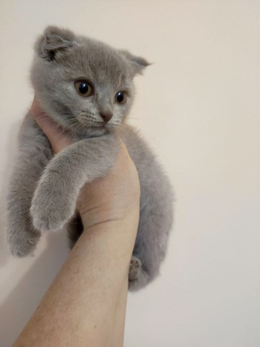 Кошеня, коти висловухі, 3 міс