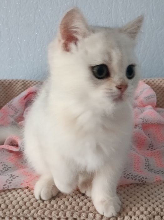 Пухнастий бешкетник