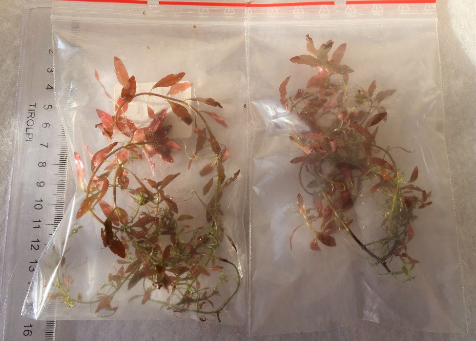 Ludwigia Mini Super Red